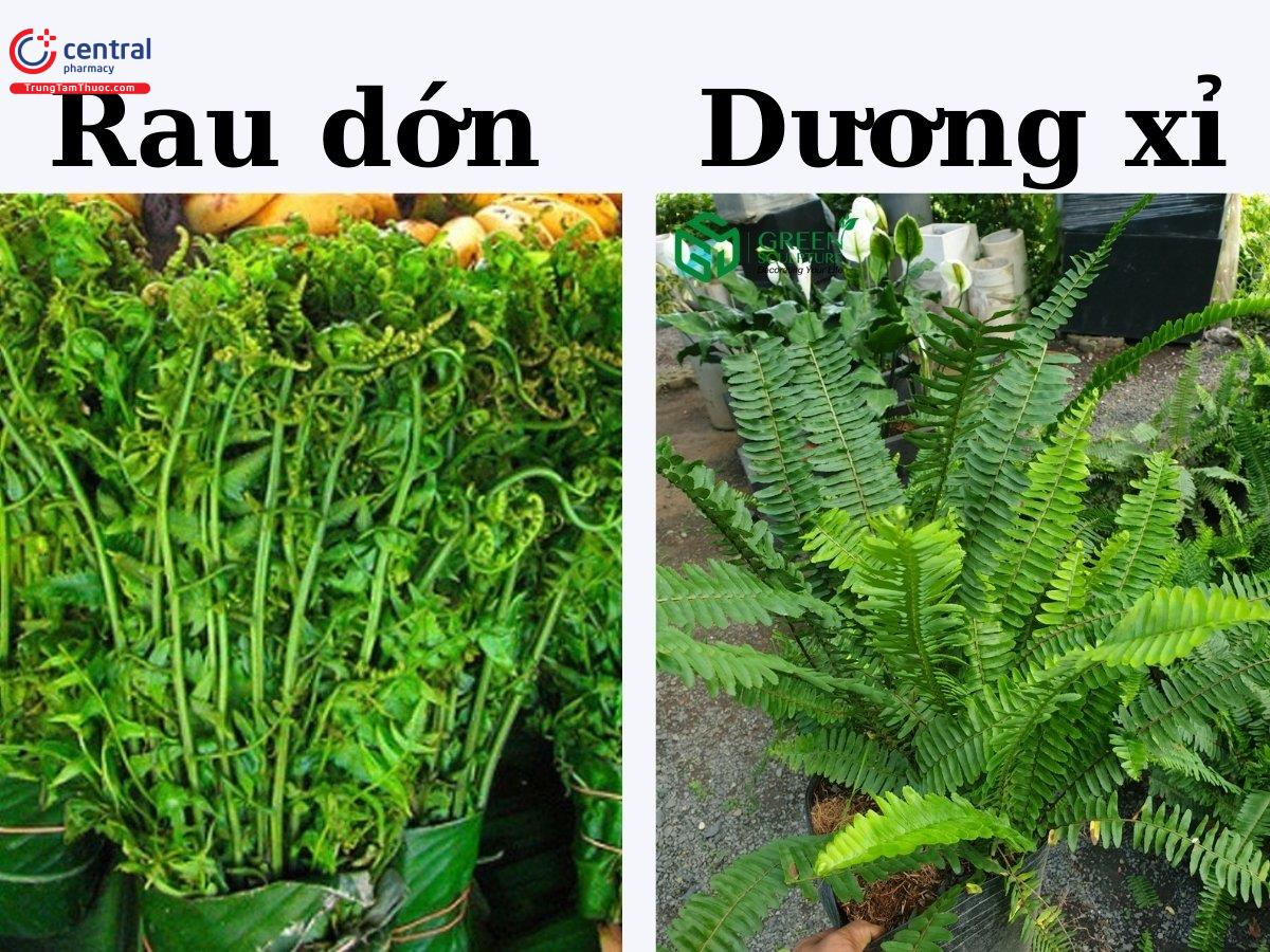 Phân biệt Rau dớn và Dương xỉ 