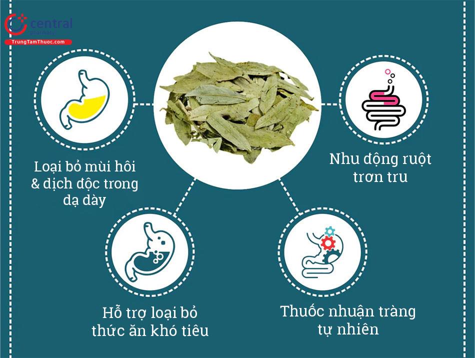 Tác dụng của Phan tả diệp với tiêu hóa