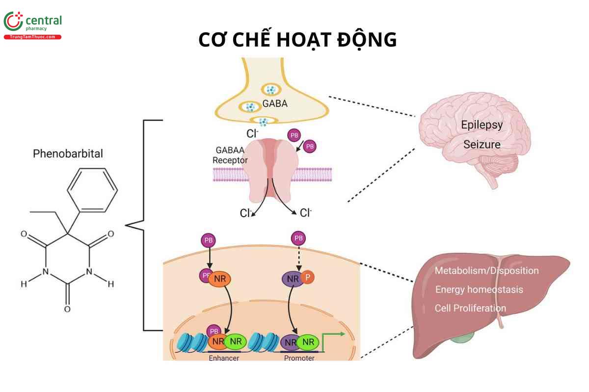 Cơ chế của Phenobarbital