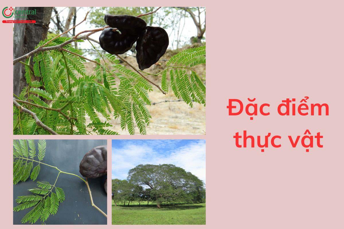 Đặc điểm thực vật