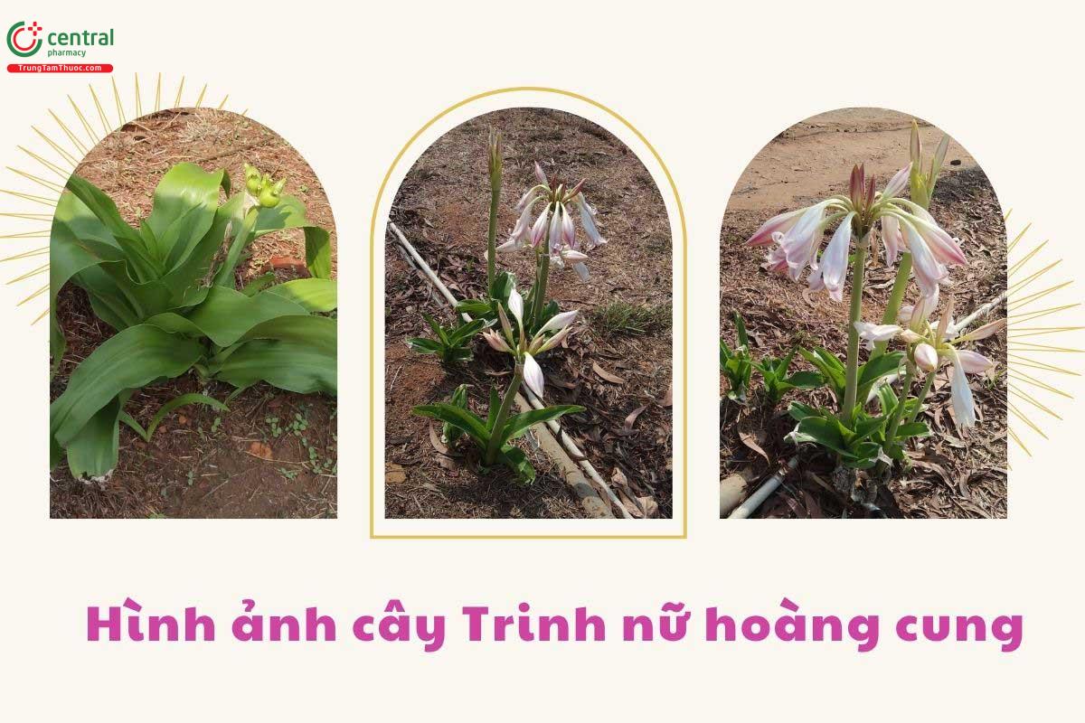 Thảo dược chữa phì đại tiền liệt tuyến