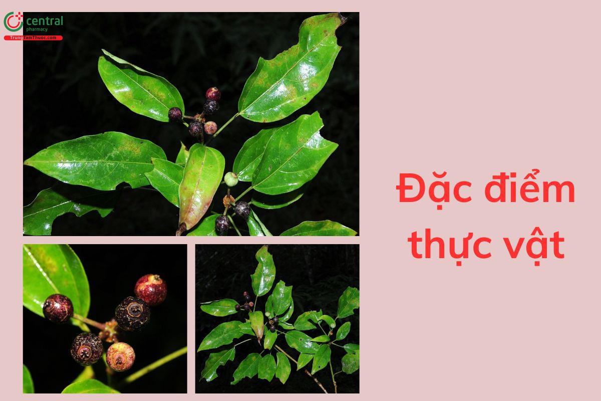 Đặc điểm thực vật