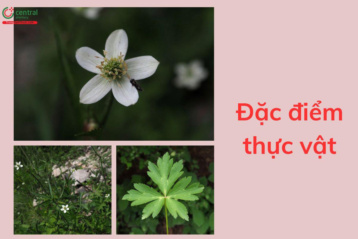 Đặc điểm thực vật
