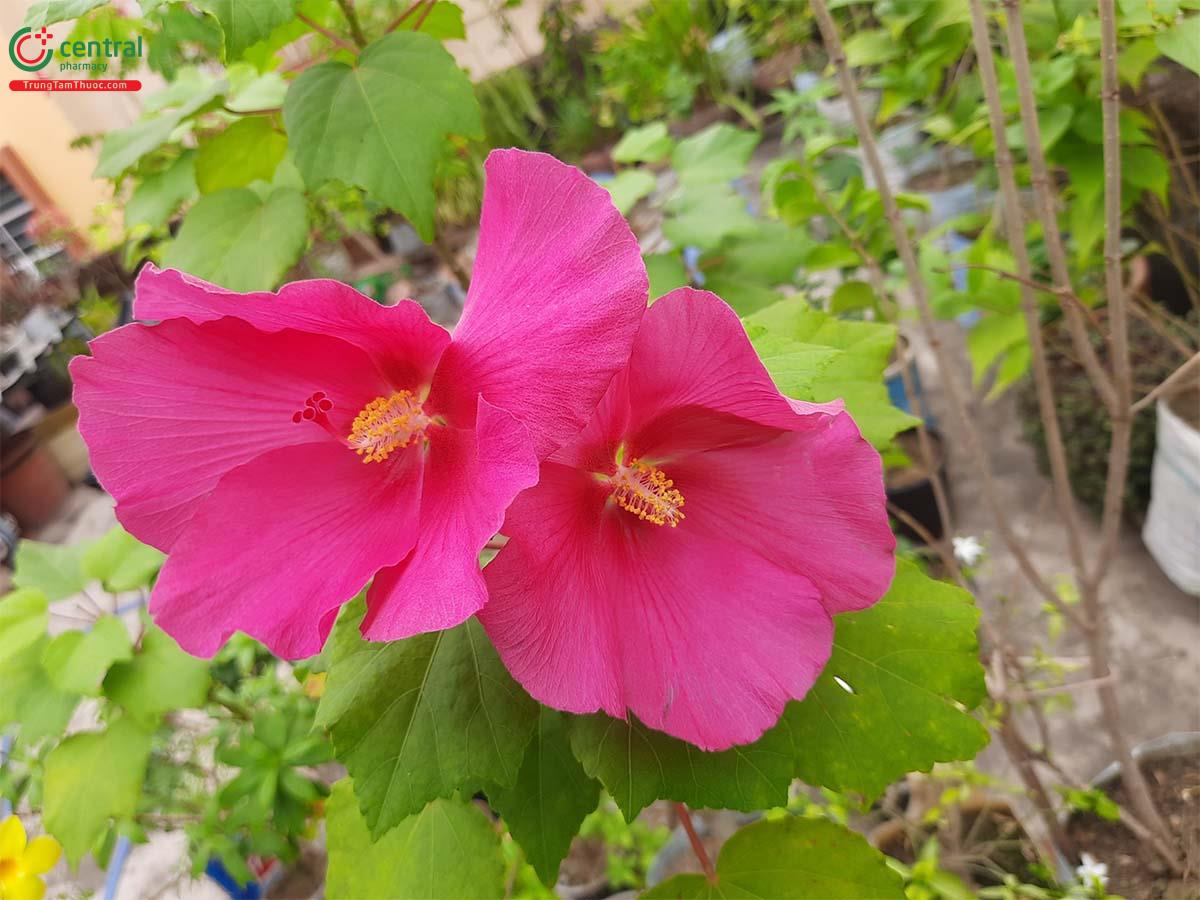 Có nên trồng Hoa Phù Dung (Mộc Phù Dung, Mộc Liên - Hibiscus mutabilis ...