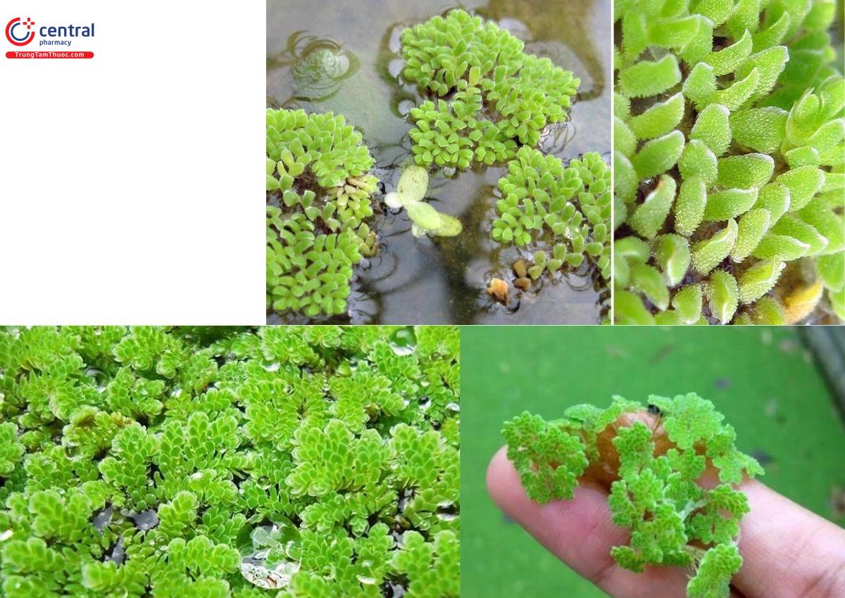 Azolla microphylla Kaulf. Azollaceae