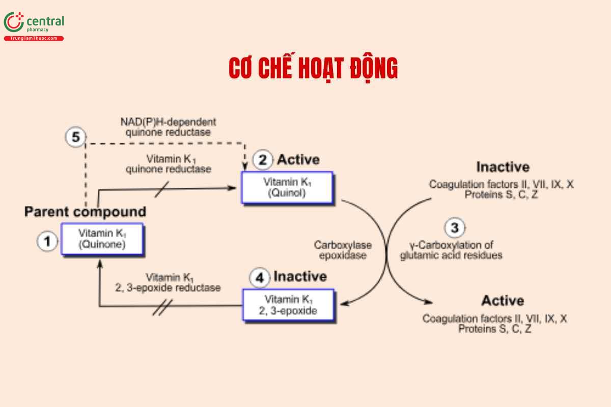 Cơ chế hoạt động của Phytomenadione