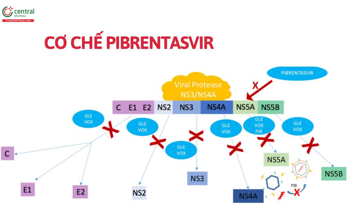 Cơ chế pibrentasvir