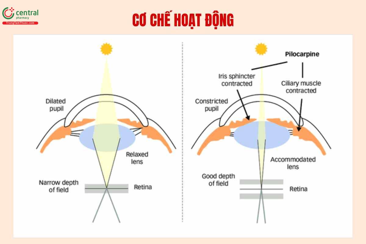 Cơ chế của Pilocarpine