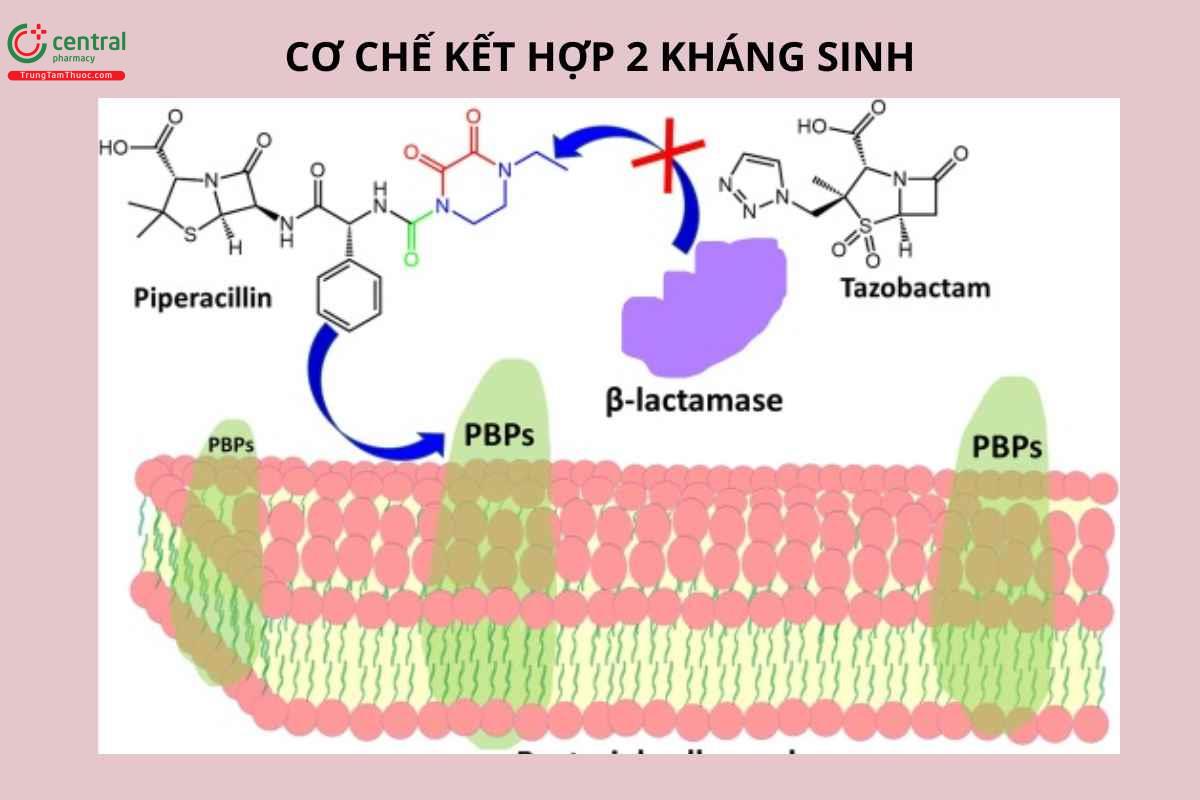 Cơ chế kết hợp kháng sinh piperacilin và tazobactam