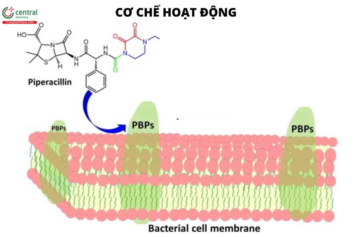 Cơ chế của Piperazine