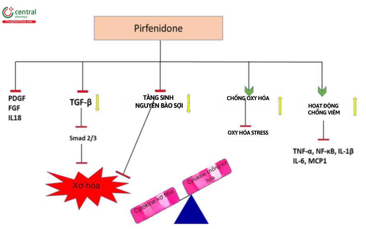 Cơ chế Pirfenidone