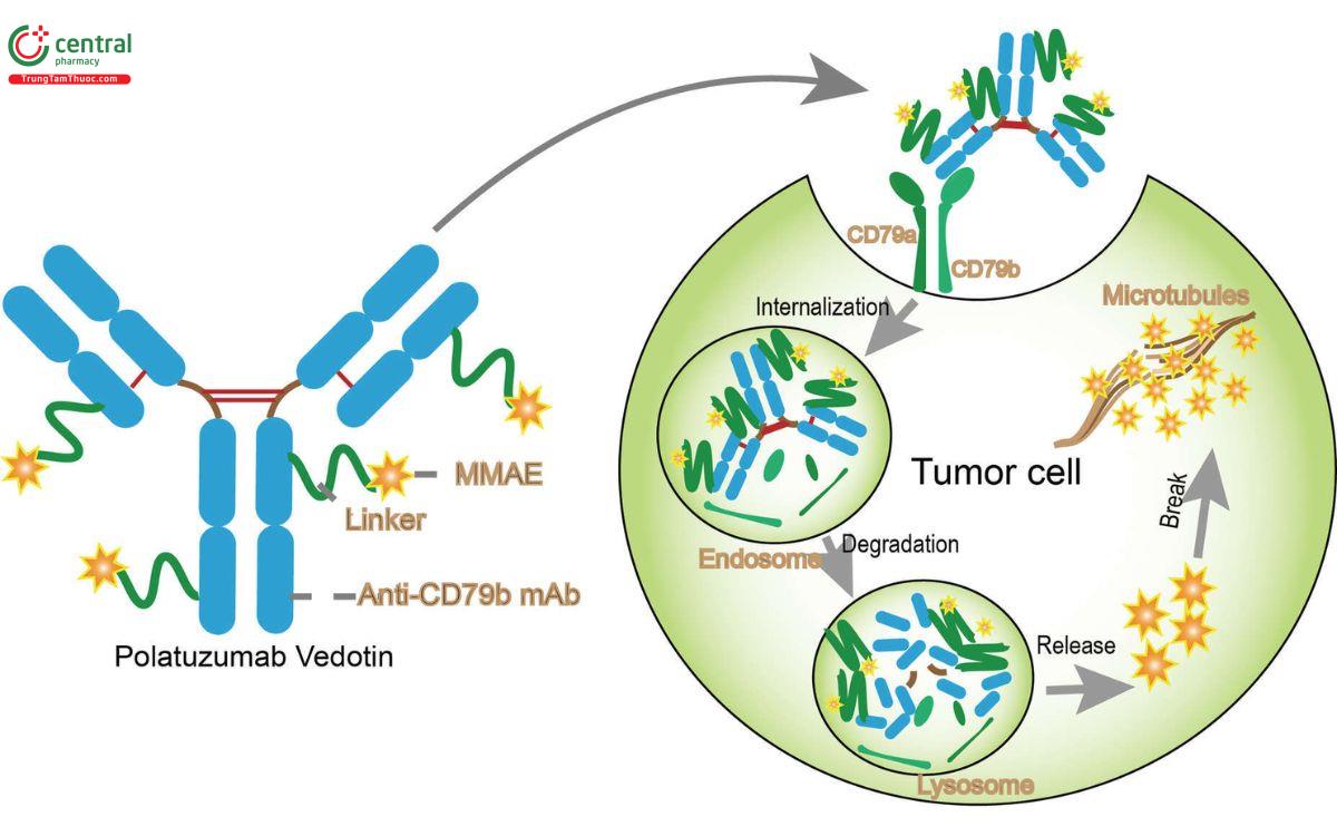 Cơ chế thuốc Polatuzumab