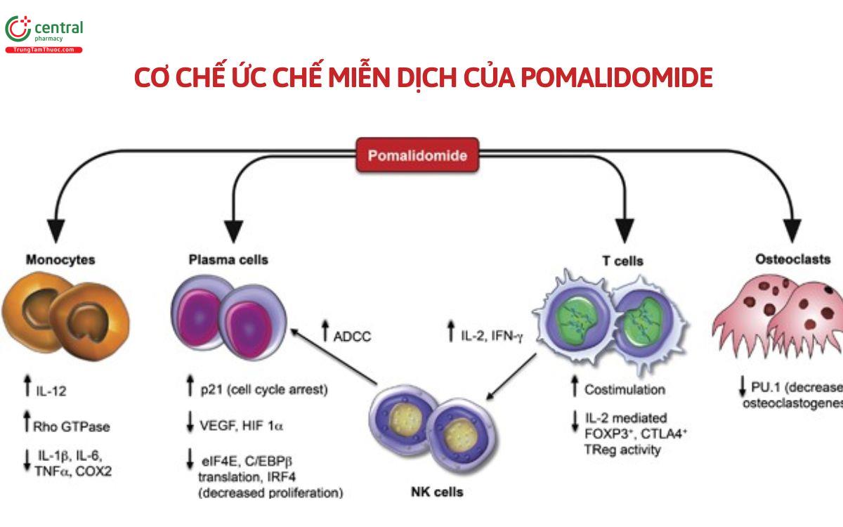 Cơ chế thuốc Pomalidomide