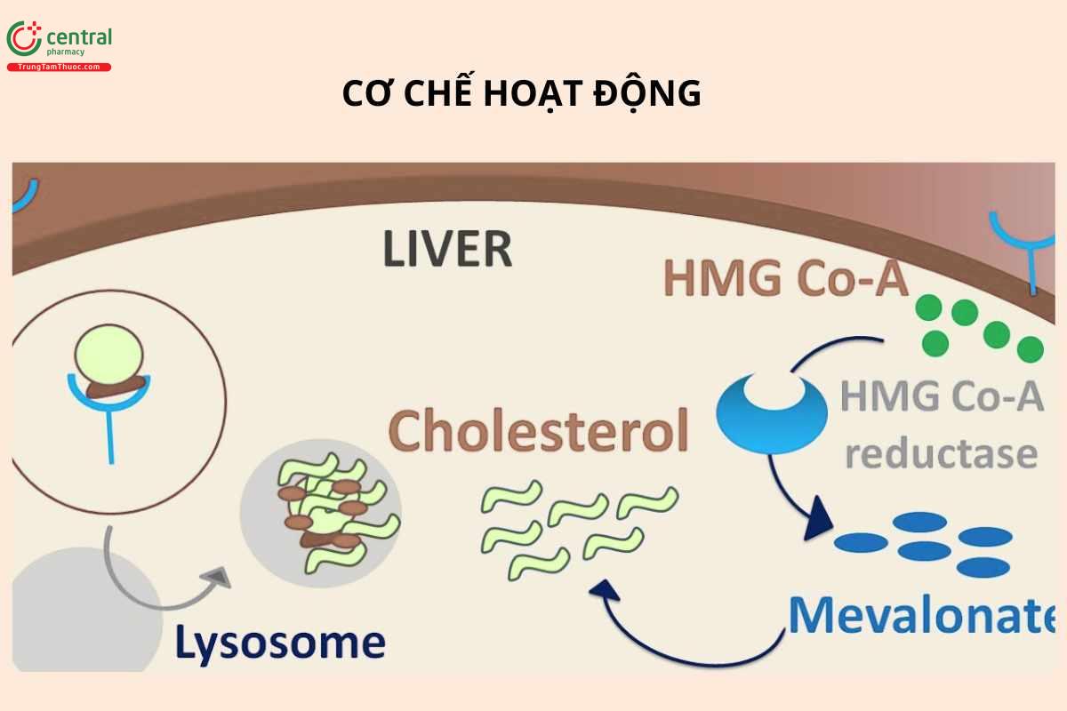 Cơ chế của Pravastatin
