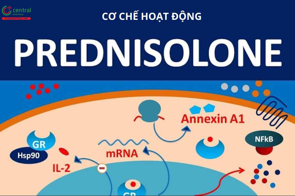 Cơ chế hoạt động của Prednisolone