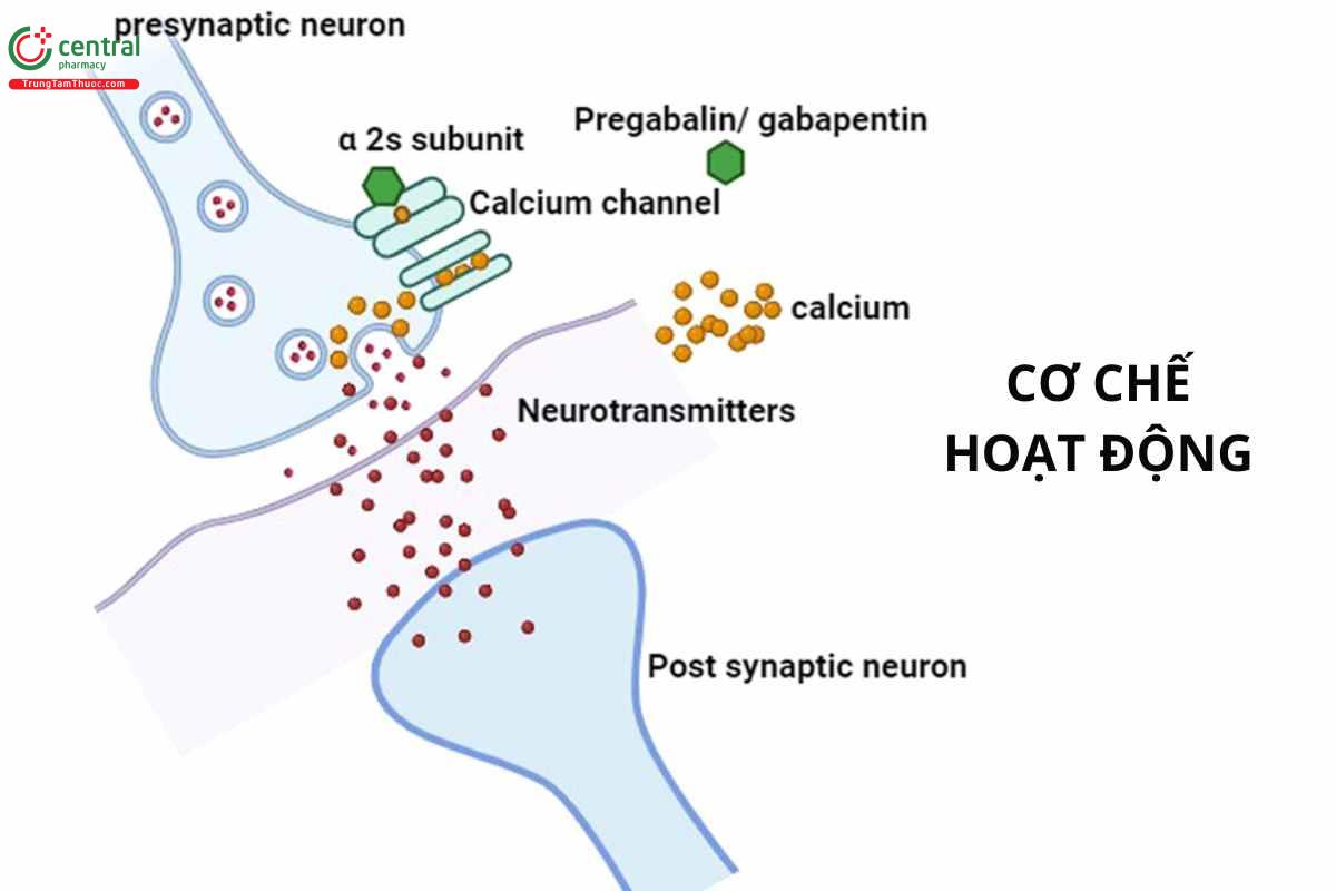 Cơ chế của Pregabalin