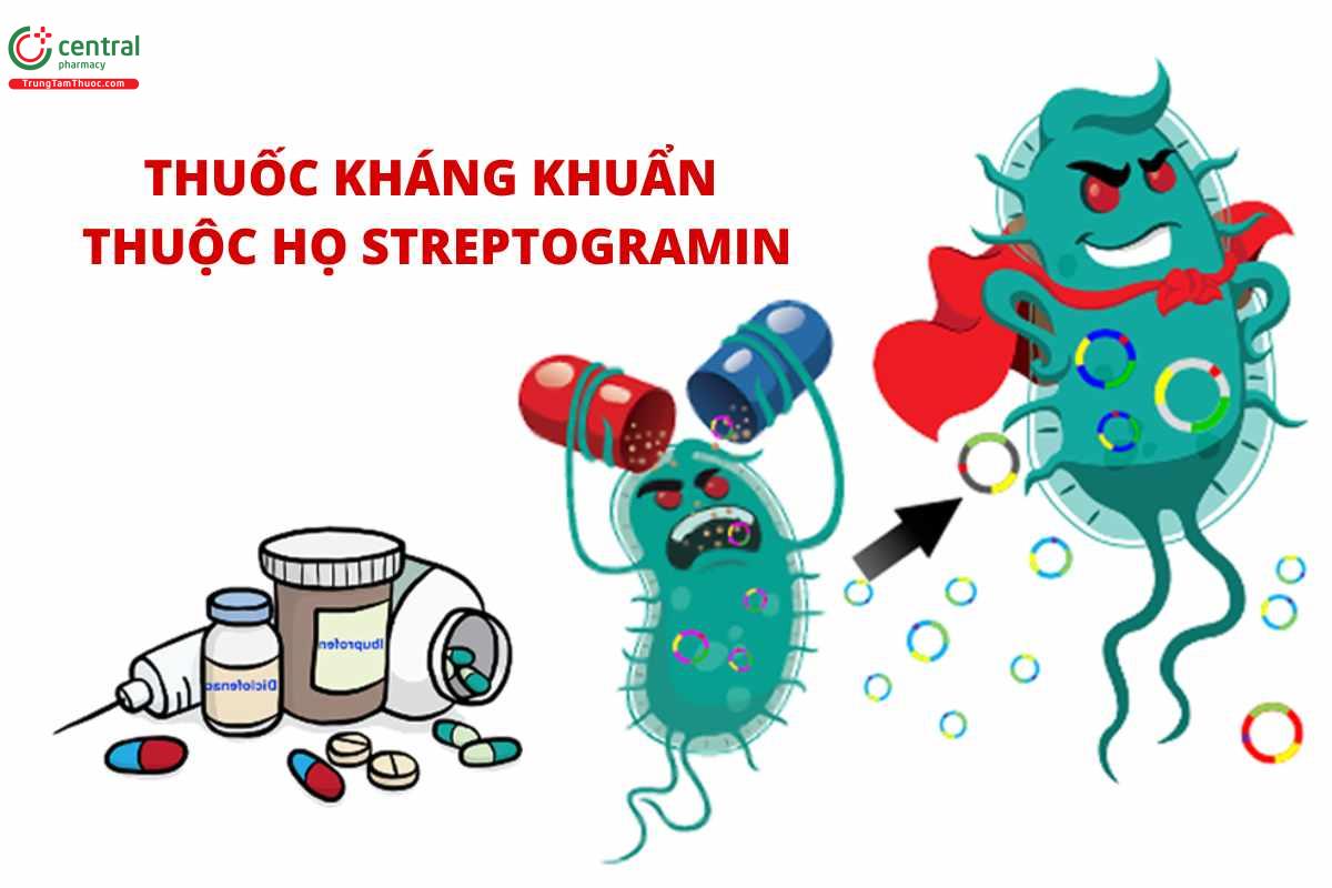 Pristinamycin - Thuốc kháng khuẩn thuộc họ streptogramin