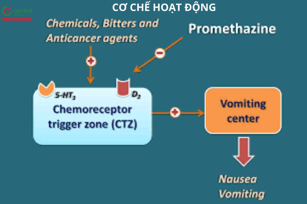 Cơ chế của promethazine