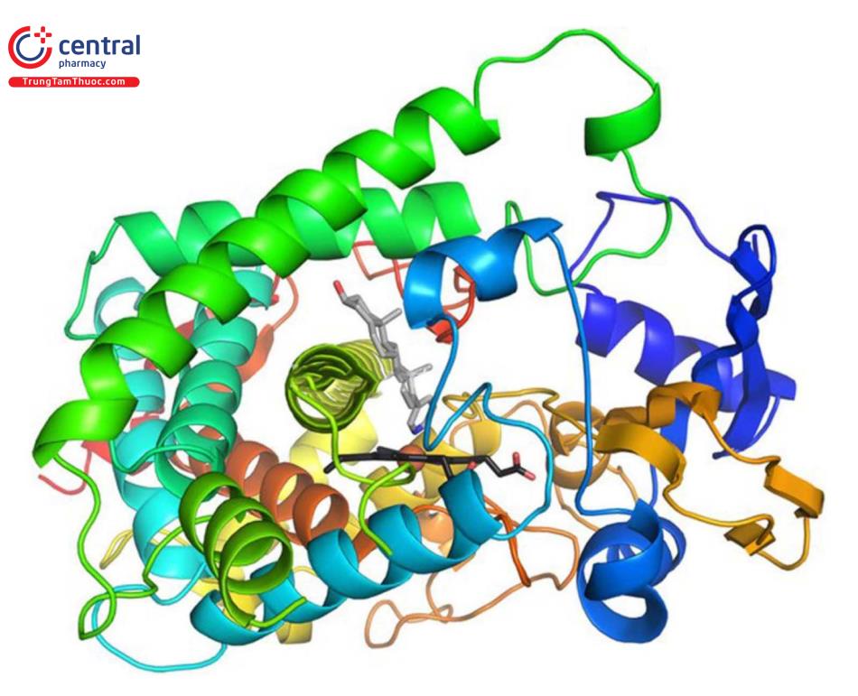 Cấu trúc của Protease