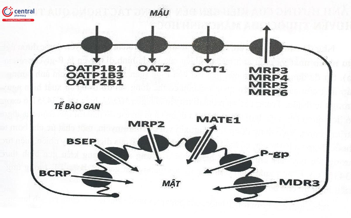 Hình 8.2. Các protein vận chuyển thuốc đi vào và đi ra khỏi tế bào gan