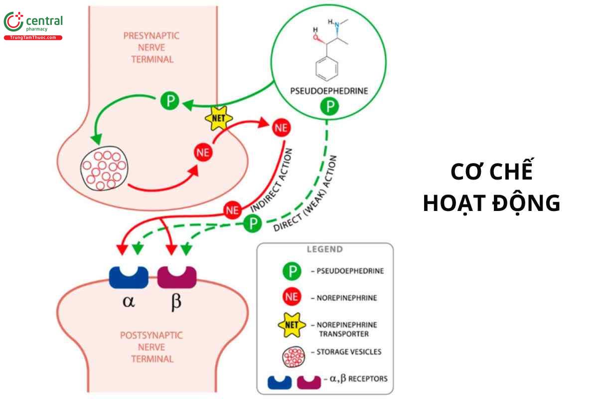 Cơ chế hoạt động của pseudoephedrine