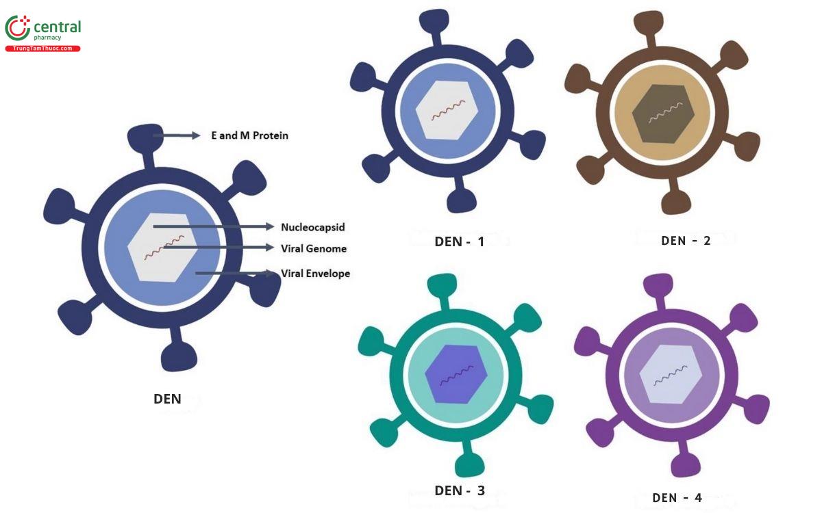 4 chủng virus sốt xuất huyết