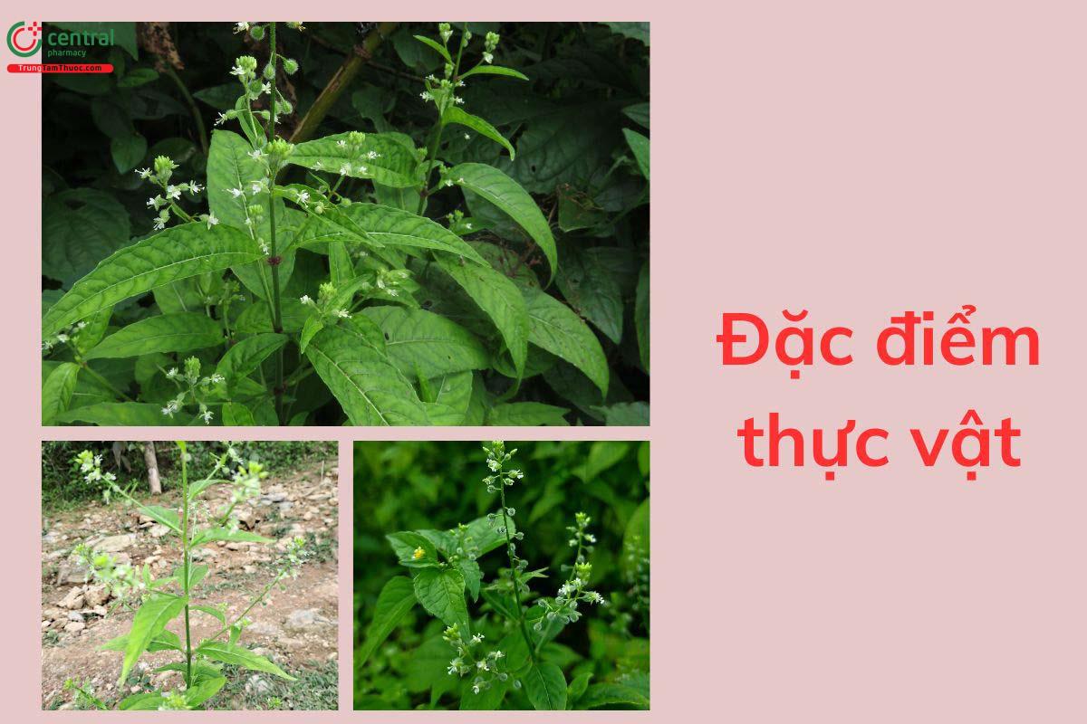 Đặc điểm thực vật