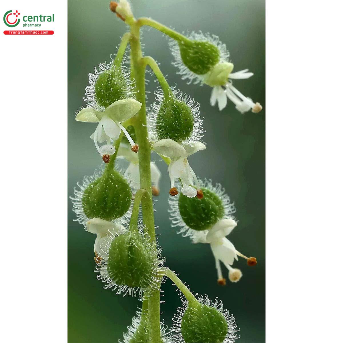 Tác dụng của cây Quái thảo mềm