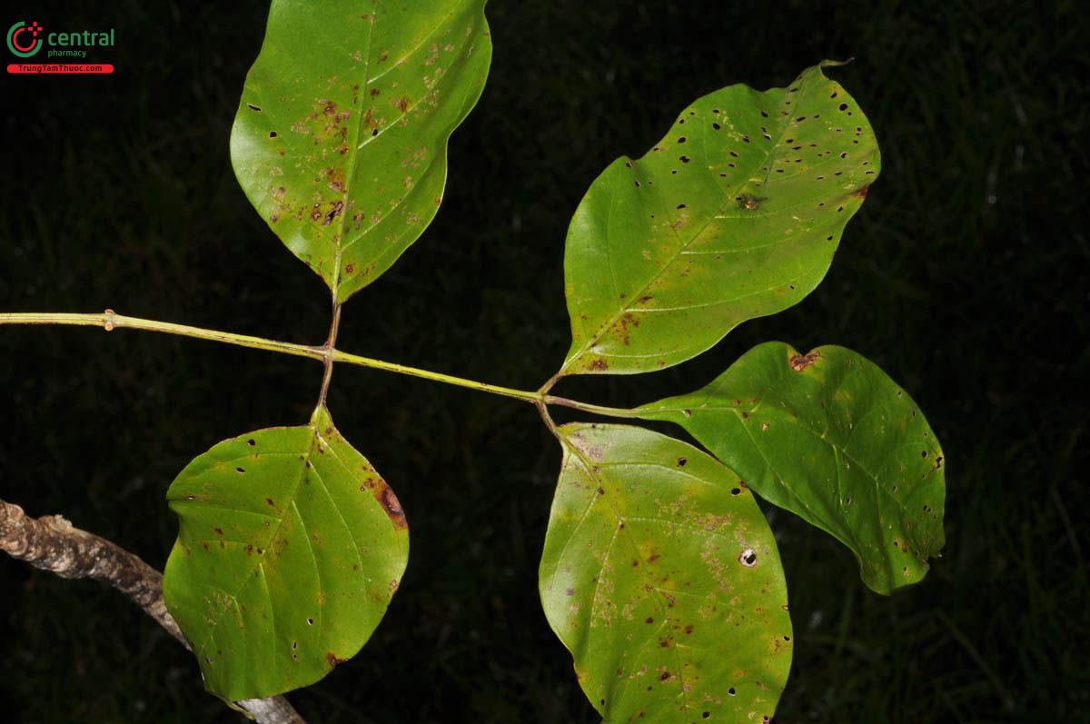 Đặc điểm phân bố