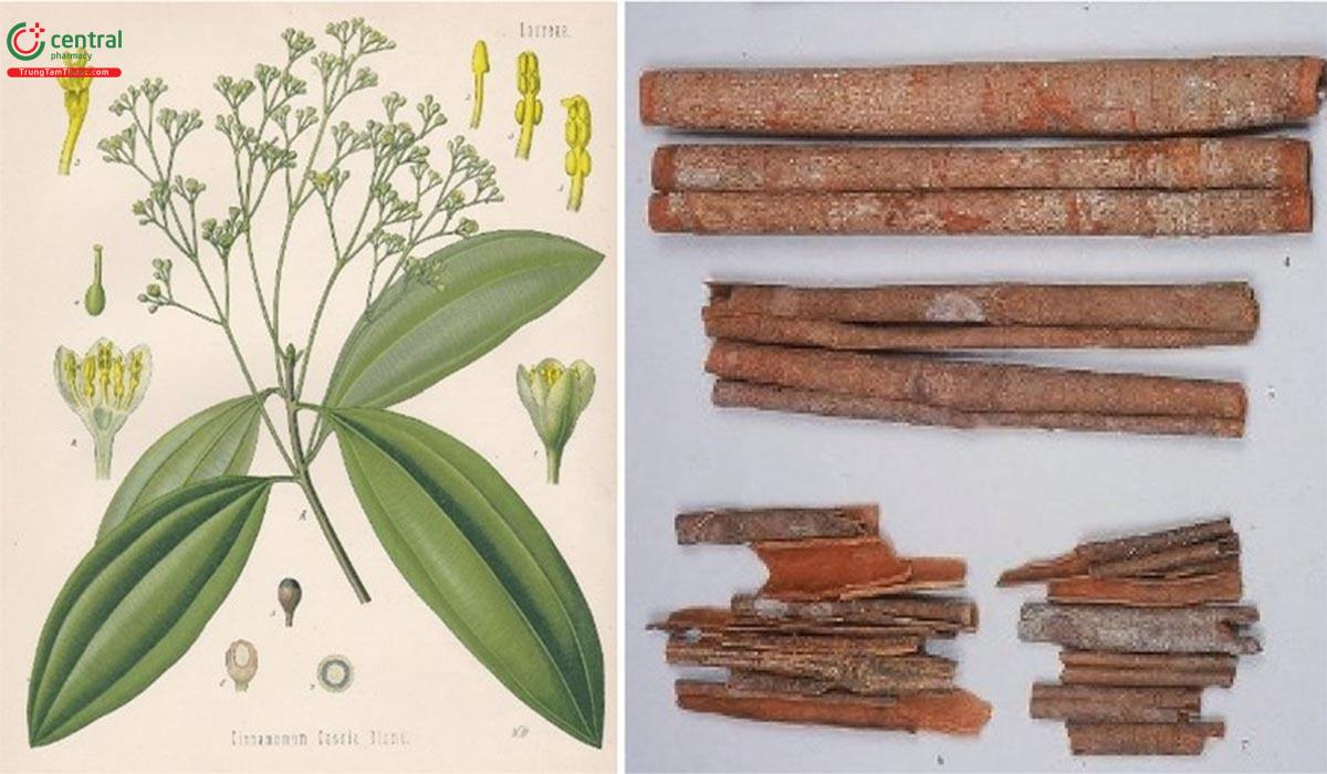 Đặc điểm phân bố