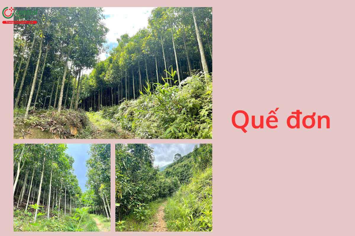 Đặc điểm thực vật của cây Quế đơn