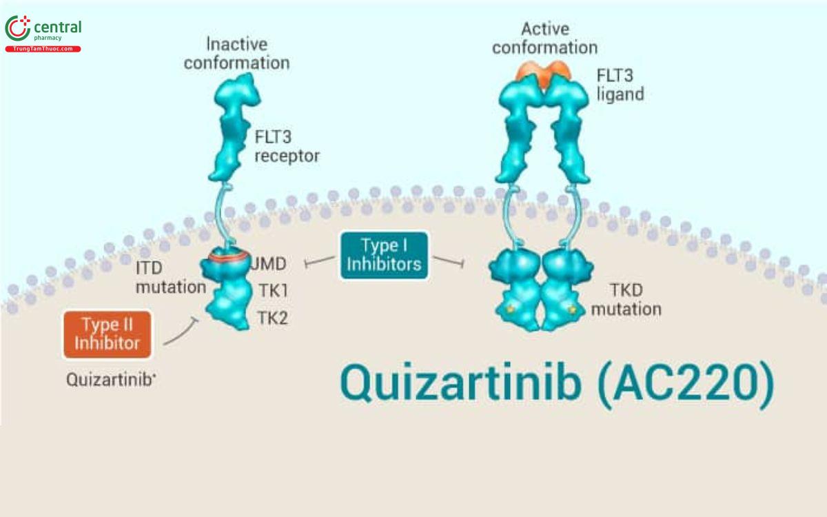 Cơ chế của Quizartinib