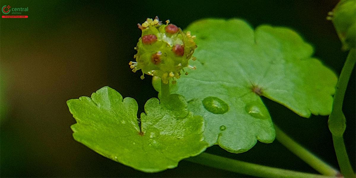 Hoa của cây Rau má mỡ