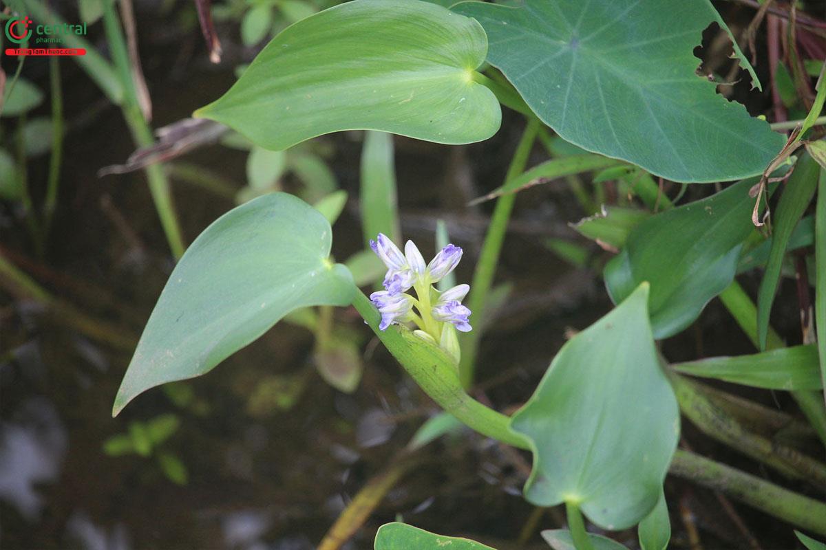 Lá của cây Rau mát