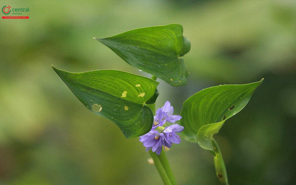 Hoa của cây Rau mát