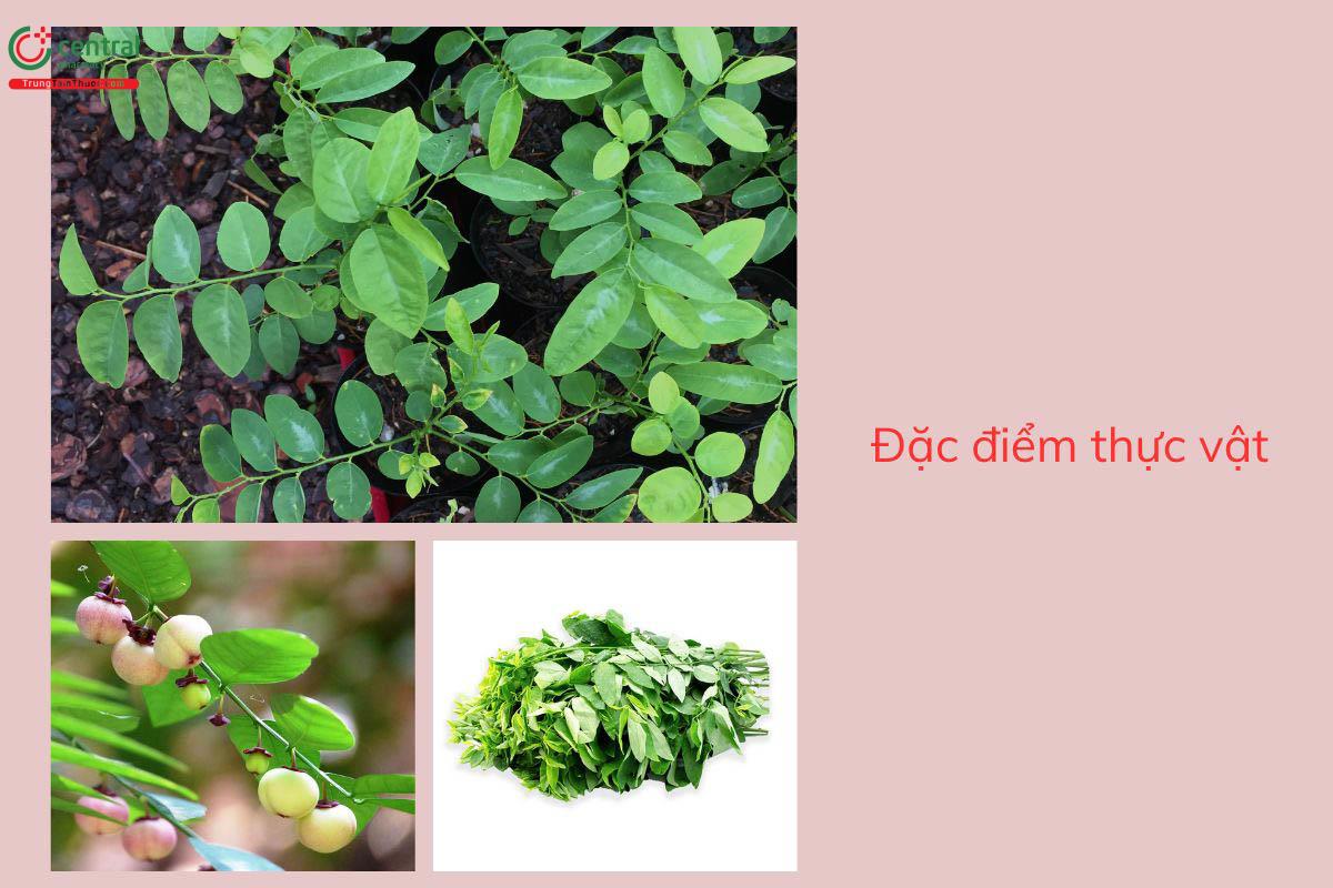 Đặc điểm thực vật