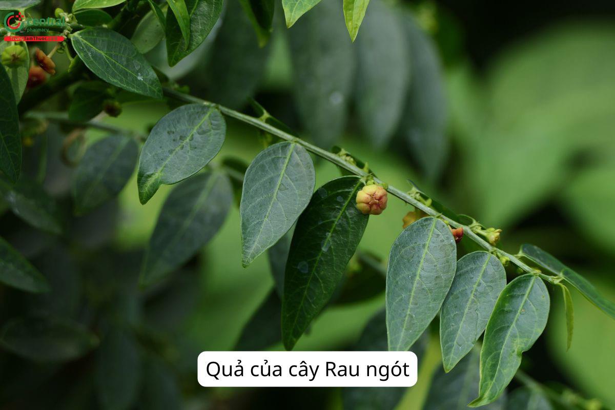 Quả của cây Rau ngót