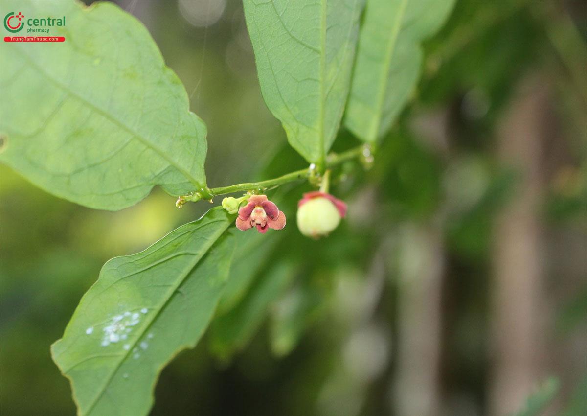 Hoa của cây Rau ngót