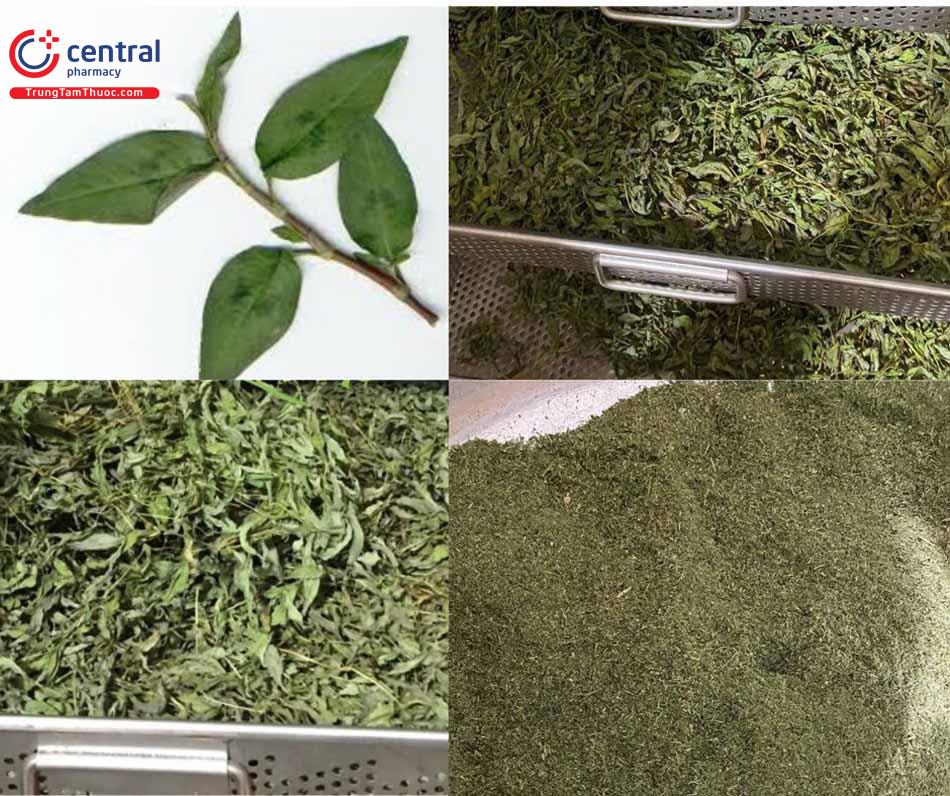 Cây Rau Răm: Vị thuốc có tác dụng tán hàn, sát trùng