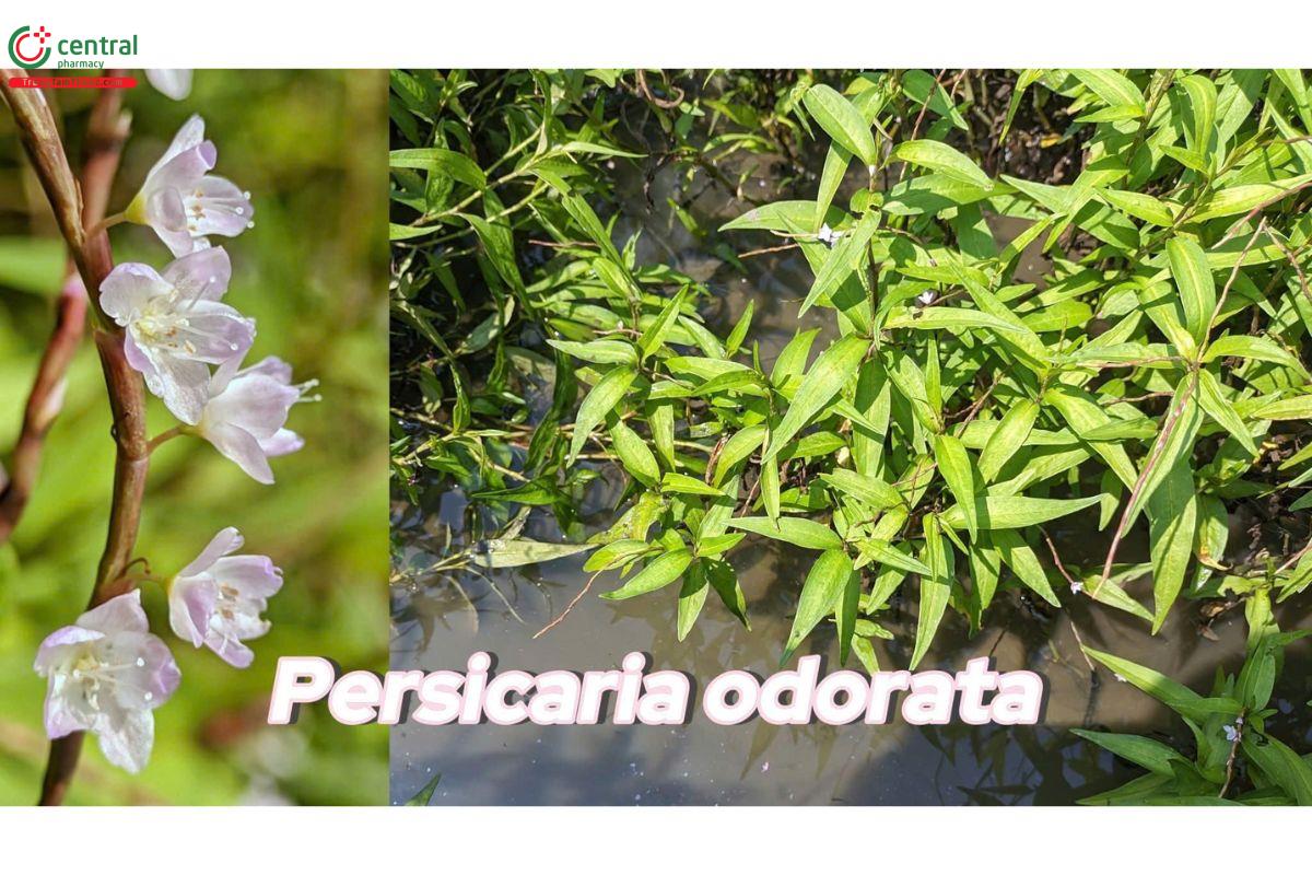 Hình ảnh bụi và hoa rau răm