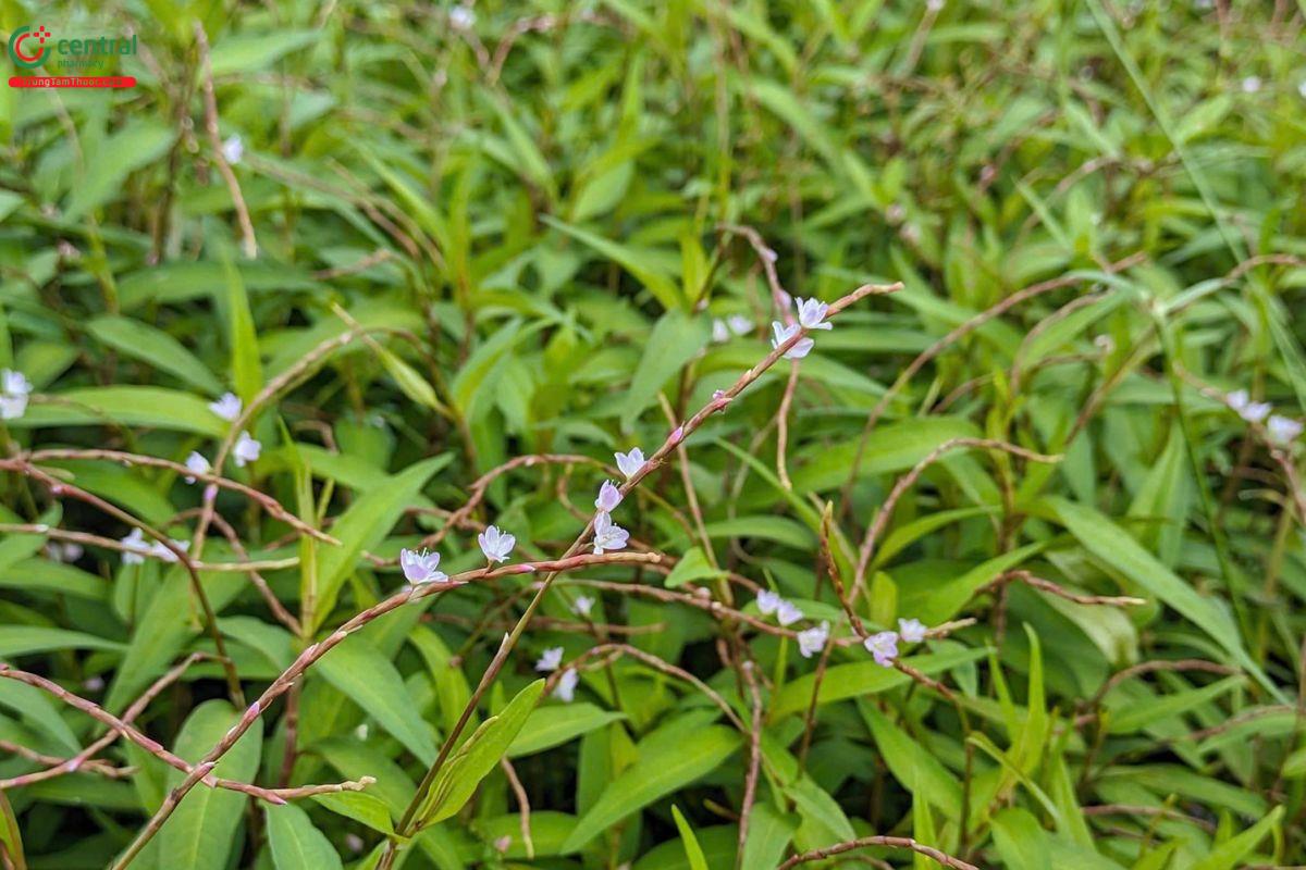 Hình ảnh bụi rau răm