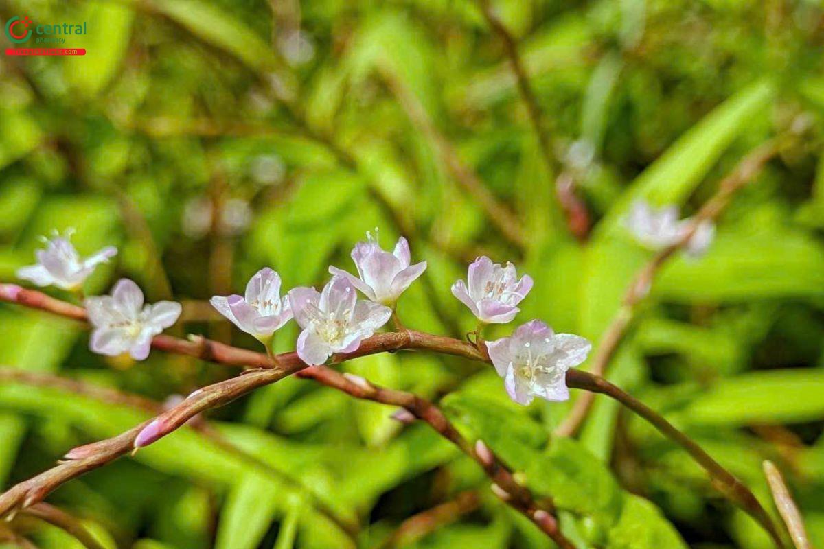 Hình ảnh hoa rau răm