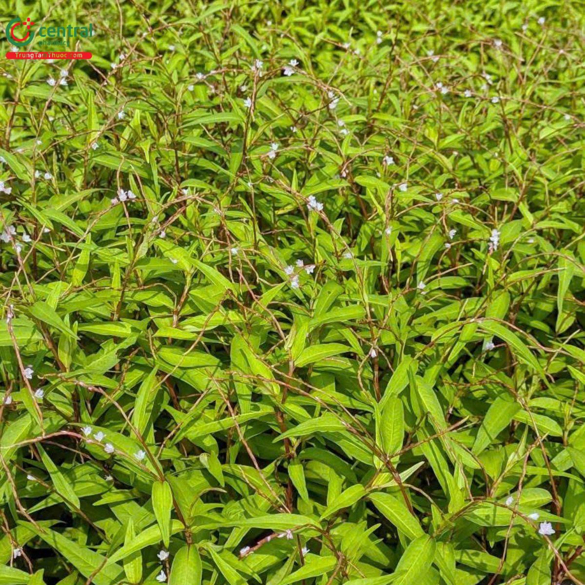 Hình ảnh bụi rau răm