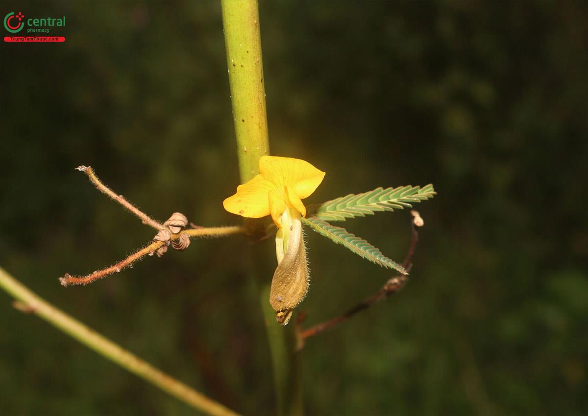 Cây Rau rút dại