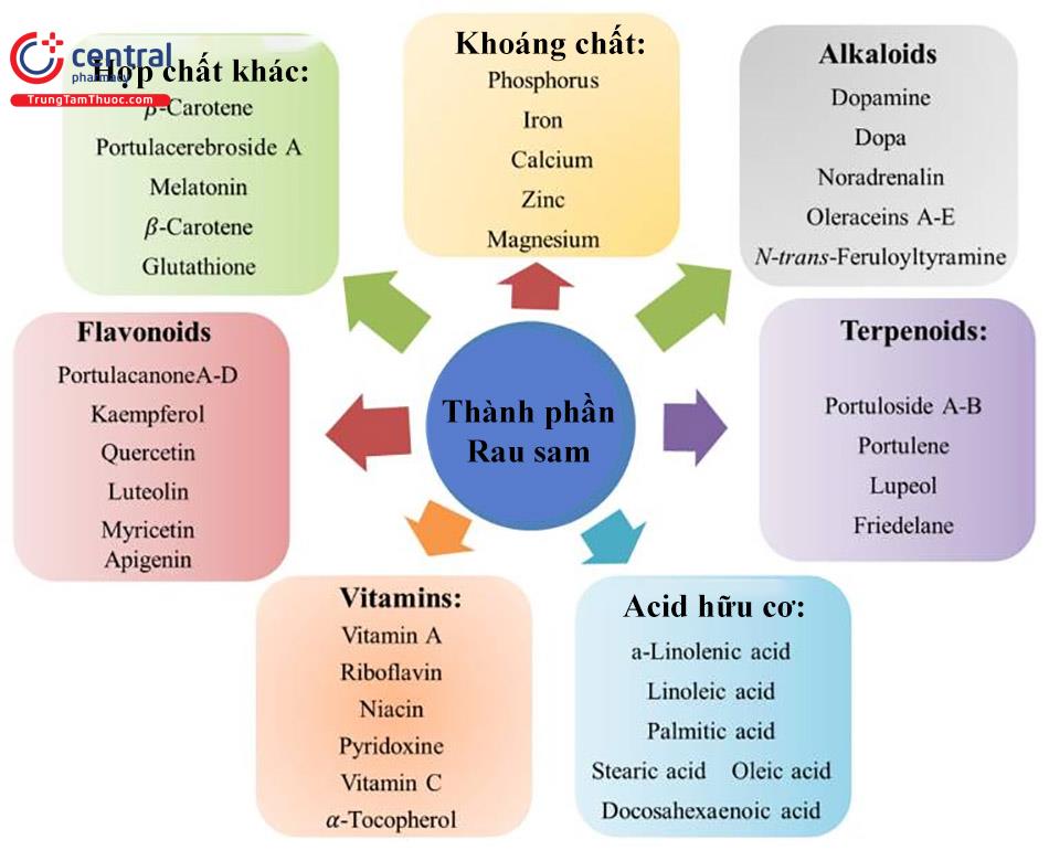 Thành phần trong Rau sam