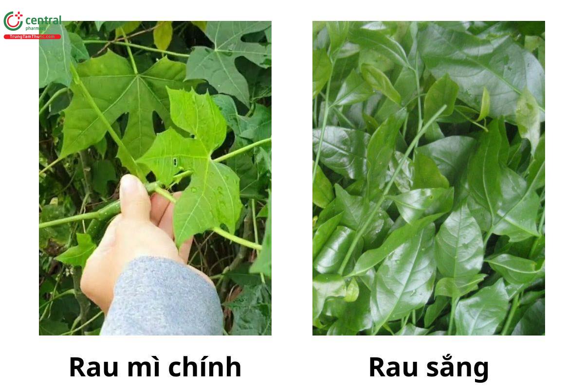 Phân biệt cây Rau ngót rừng (Rau sắng) và Rau mì chính (Bina Chaya)