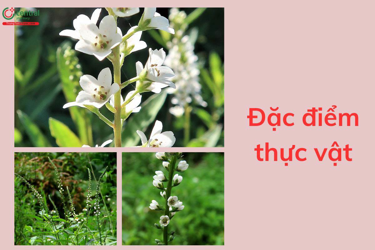 Đặc điểm thực vật