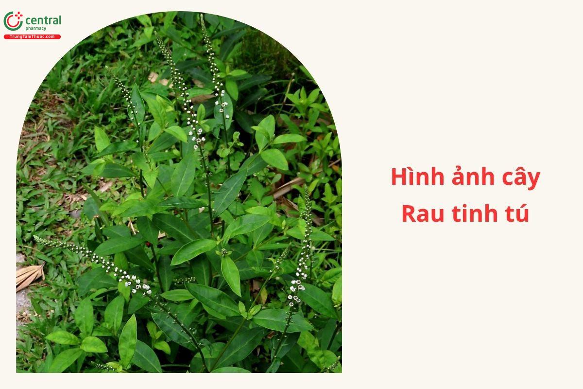 Đặc điểm phân bố