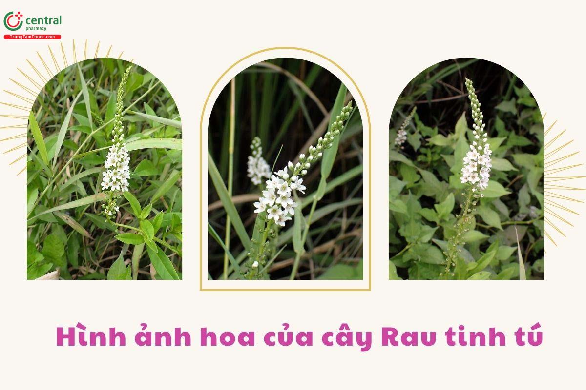 Thành phần hóa học