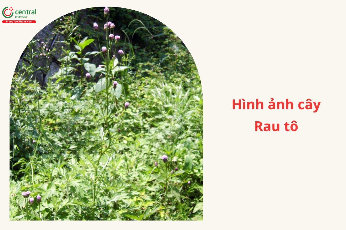 Đặc điểm phân bố